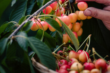 Ripe cherries picking. Female hand, gathering cherries in a wicker basket. Summer harvesting concept.