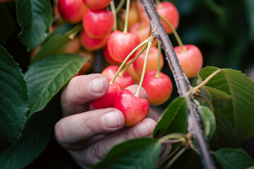 Woman's hand, picking a ripe cherries from the branch, close-up. Harvesting concept.