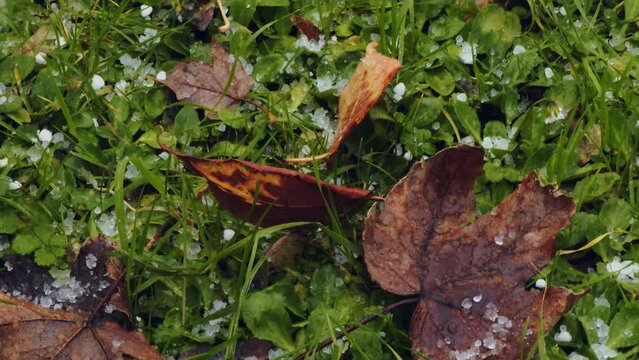Bad weather and Graupel also called like snow pellets or soft hail, hominy snow, corn snow. Hail drops and autumn leaves. Hail close up. Falls on an evergreen plant.