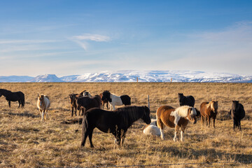 Herd of horses on a pasture, North Iceland