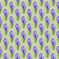 Watercolor spring crocuses seamless pattern, spring flower digital paper on green background. Hand painted floral illustration. For textile design, packaging, wrapping paper, wallpaper, scrapbooking.
