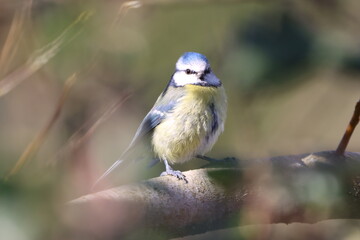 Blue Tit (Cyanistes caeruleus), common little bird of the hedgerows.