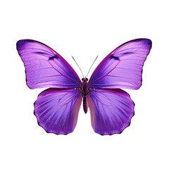Purple butterfly isolated on transparent background