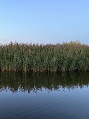 reeds in the water