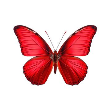 red butterfly isolated on white clip art preview