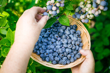 Women's hands picking ripe blueberries. Holding a wicker bowl, full of berries. Blueberry - branches of fresh berries in the garden. Harvesting concept.