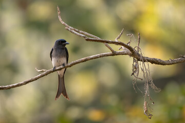 White-bellied Drongo - Dicrurus caerulescens, beautiful black perching bird from Asian bushes and woodlands, Nagarahole Tiger Reserve, India.