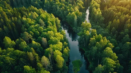 Fotobehang Traverse through the enchanting forest of Mulgi heinamaa in Estonia, where lush green deciduous trees sway gently in the summer breeze © malik