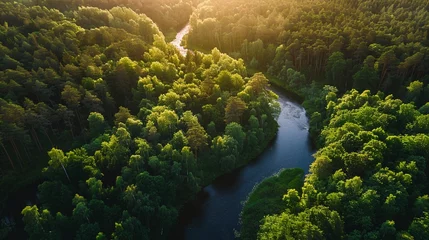 Gordijnen Traverse through the enchanting forest of Mulgi heinamaa in Estonia, where lush green deciduous trees sway gently in the summer breeze © malik