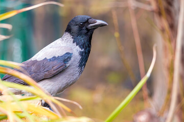 Close-up of a very beautiful crow