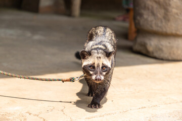 Luwak (Civet cat) on the leash walk at Kopi Luwak plantation. Civet coffee making animal Kopi Luwak, Bali, Indonesia.