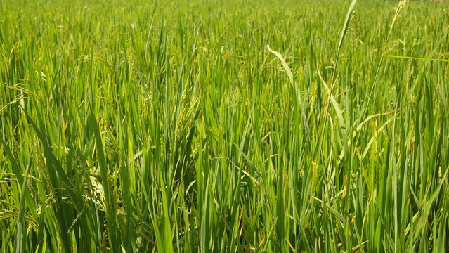 Green rice paddy field in Malaysia
