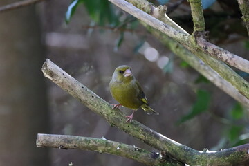 Shy greenfinch (Carduelis chloris) hiding in the hedge row. 