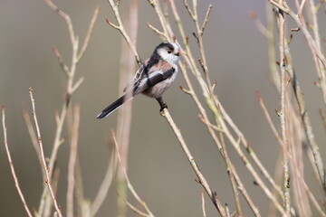 Long Tailed Tit (Aegthalos caudatus) in the tree top feeding insects.