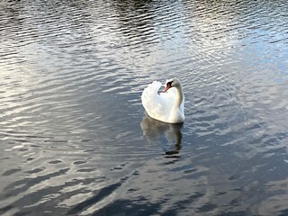 white swan on the lake