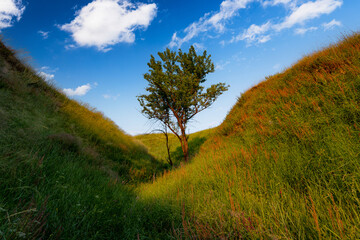 A single tree in the ravine with high grass in a sunset summer light under the blue sky with clouds.