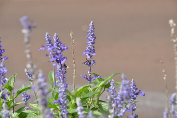 flores de lavanda 