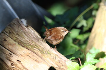 Wren (Trolodytes troglodytes) looking for insects on a old fallen tree.