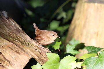 Wren (Trolodytes troglodytes) looking for insects on a old fallen tree.