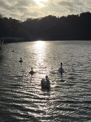 swans on the lake