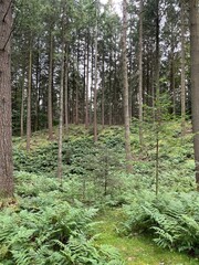 Obraz premium pine forest in the morning