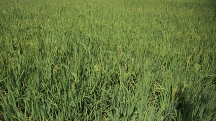 A green luscious green rice paddy field