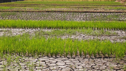 Rice paddy field with mud cracks due to drought