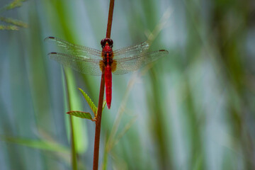 red dragonfly on a small twig. Rhodothemis lieftincki, common name: Red arrow