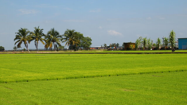 A very green rice paddy field with coconut trees in the background