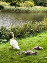 swans on the lake