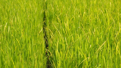 Green luscious rice paddy field