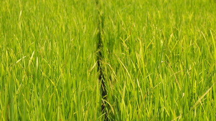 Thick and green rice paddy field