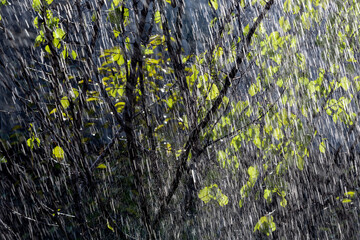Natural background of falling raindrops in front of tree branches with green leaves. Summer rain background.
