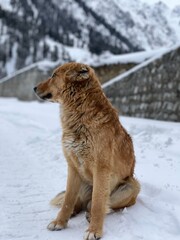 dog in snow