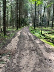 Fototapeta premium path in the woods