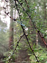 raindrops on a pine tree