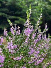 Obraz premium flowers in the woods