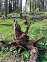 tree stump