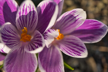 purple crocus flowers
