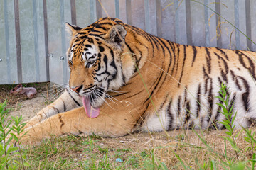 Portrait of a licking tiger in a pride park