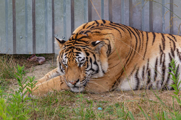 Portrait of a sleeping tiger close-up