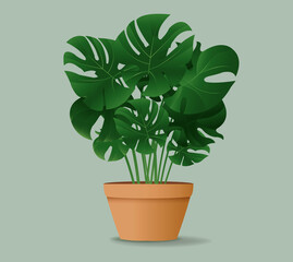 Flower Monstera In Pot Isolated Mint Background