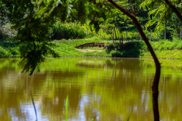 Paisagem de um Parque público na cidade de Goiânia, com um pequeno lago e vegetação abundante.