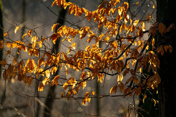 Wschód słońca w lesie, drzewa, liście. Złota jesień. Pomarańczowe liście. Bajoro w lesie. Paprocie, ściółka leśna.