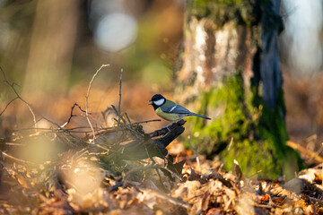 Sikorka w lesie na gałęzi, kolorowe ptaki polskie.
