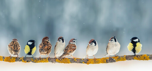 small birds sparrows and titmouse sitting on a branch in a winter snowy garden