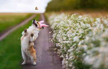 festive charming corgi dog in bunny ears runs along the path along the chamomile field and catches...