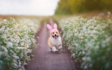 festive charming corgi dog in bunny ears runs along the path along the chamomile field