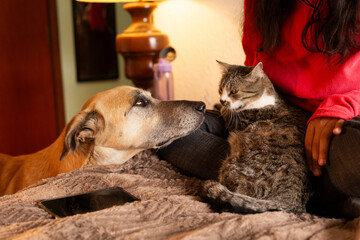 Woman sitting on bed with dog and cat