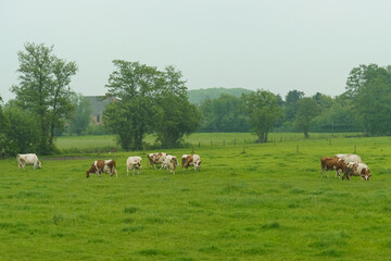 Naklejka na ściany i meble Calm rural scene with cows grazing in a lush green pasture in cloudy weather.